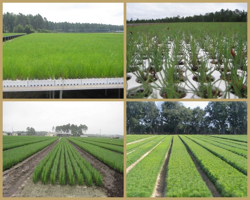 Tom Starkey Research Fellow IV S